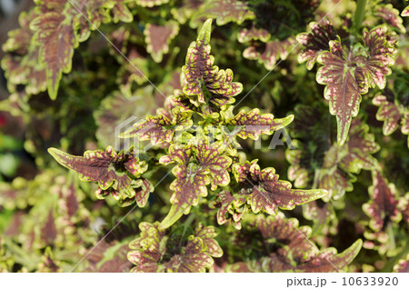 コリウス 10633920