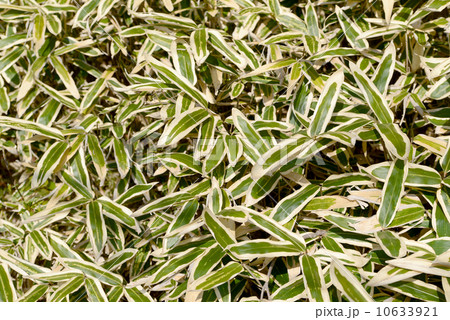 クマザサ 10633921