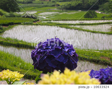 アジサイと棚田 10633924