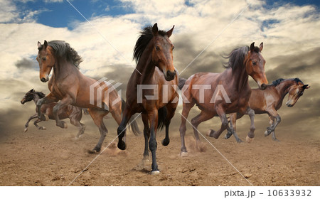 five indomitable bay horse galloping 10633932