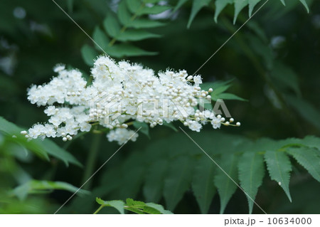 七竈 ナナカマドと申します。 燃えにくい木です。 七竈 ナナカマドと申します。 燃えにくい木です。 10634000