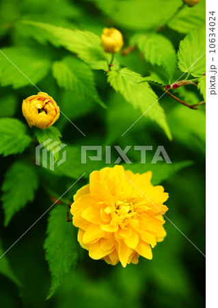 ヤエヤマブキの花 ヤエヤマブキの花 10634024
