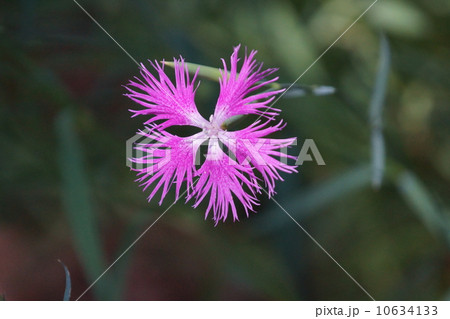 撫子ナデシコ　本名は河原撫子です。 10634133