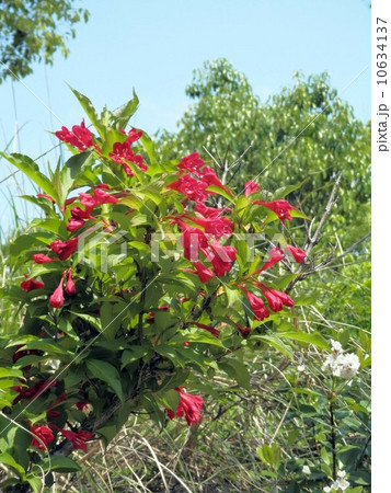 ヤブウツギの花 ヤブウツギの花 10634137