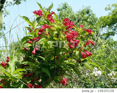 ヤブウツギの花 ヤブウツギの花 10634138