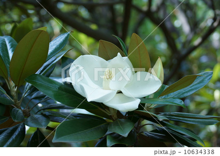 泰山木タイサンボク 大きな花が全開です。 泰山木タイサンボク 大きな花が全開です。 10634338