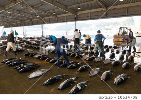 まぐろの競り 10634708