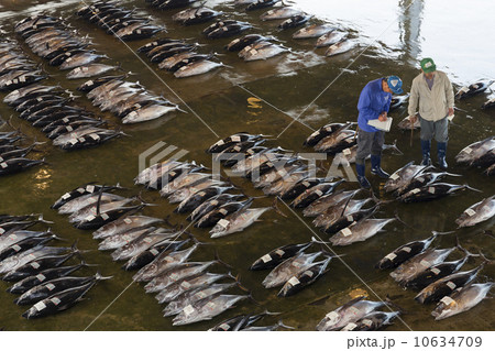 まぐろの競り 10634709