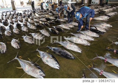 まぐろの競り 10634711