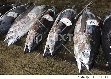 マグロの競り 10634714