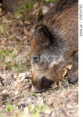 Wild boar 10634785