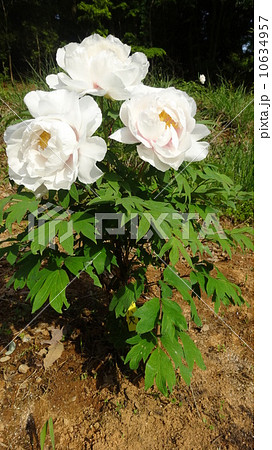 牡丹　白　　 10634957
