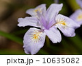 ヒメシャガ 10635082