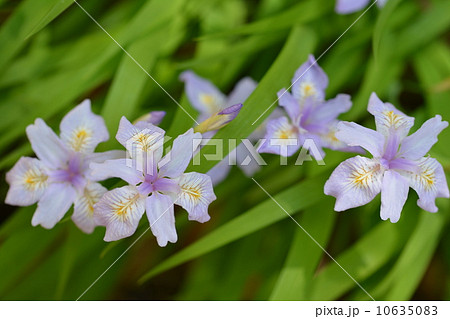 ヒメシャガ 10635083