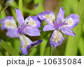 ヒメシャガ 10635084
