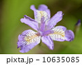 ヒメシャガ 10635085