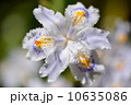しゃが 10635086