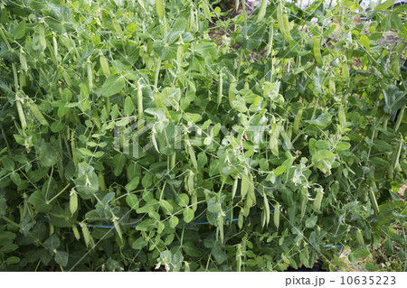 木成りのサヤマメ 10635223