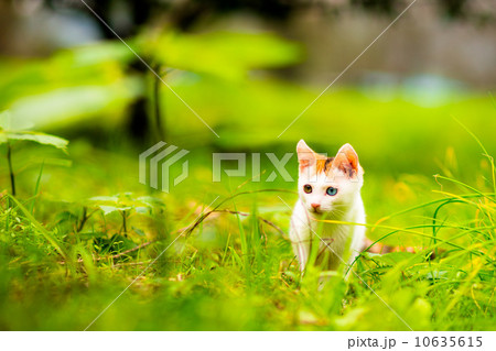 オッドアイ 10635615