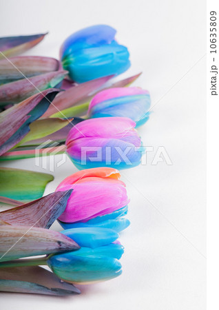Vertical shoot of multi colored tulips Vertical shoot of multi colored tulips 10635809