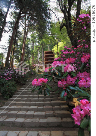 石楠花と室生寺 石楠花と室生寺 10636076