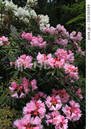 石楠花の花 10636084