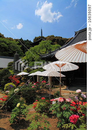 當麻寺双塔園の牡丹 當麻寺双塔園の牡丹 10636097