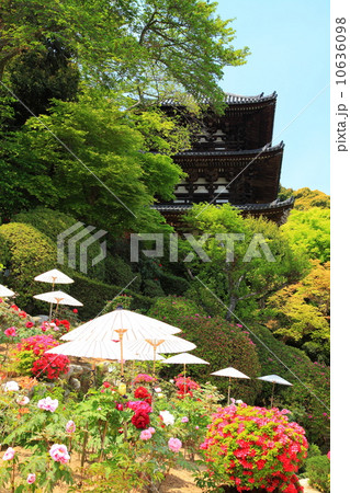 當麻寺双塔園の牡丹 10636098