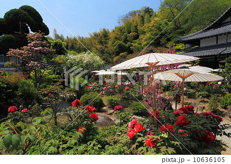 當麻寺の牡丹 10636105