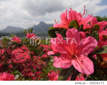 レンゲツツジと妙義山（５） 10636173