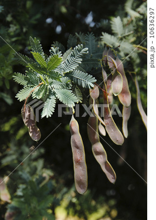 ミモザの実 10636297