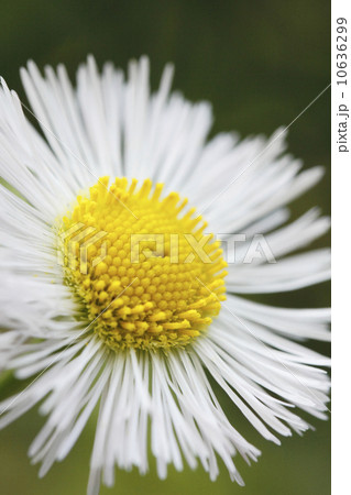 ヒメジオン 10636299