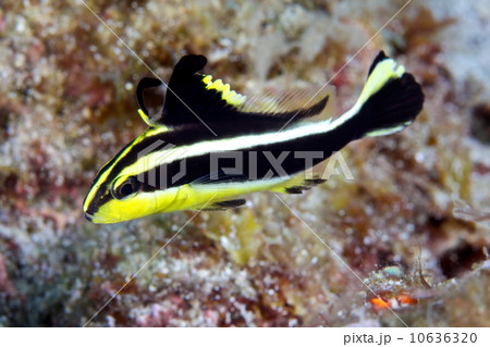 コロダイの幼魚 10636320