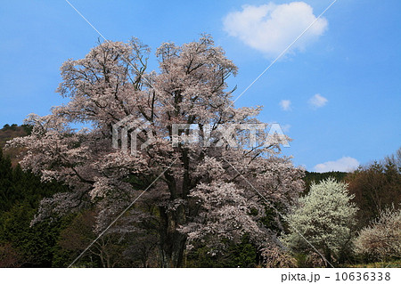 庄原千鳥別尺の山桜 庄原千鳥別尺の山桜 10636338