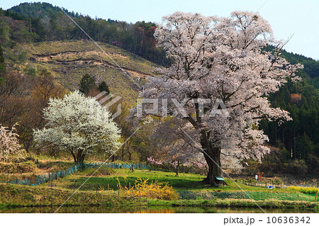 庄原千鳥別尺の山桜 10636342