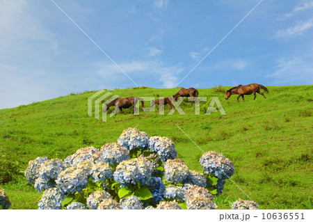 あじさい 10636551