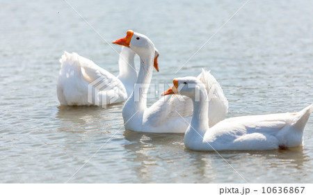 white gooses swimming on river 10636867