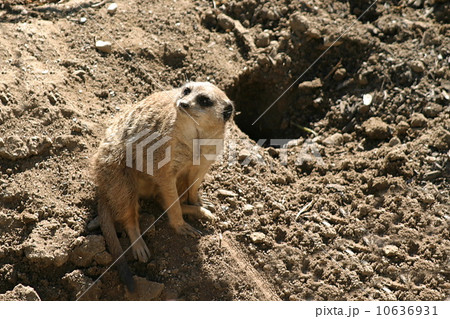 Meerkat 10636931