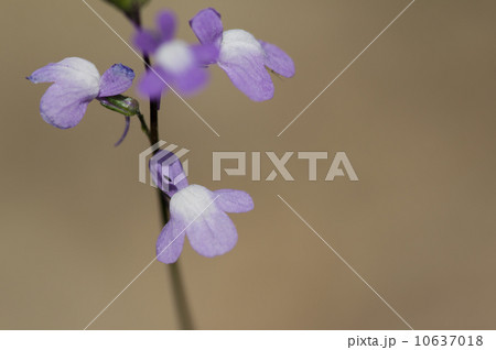 マツバウンラン 10637018