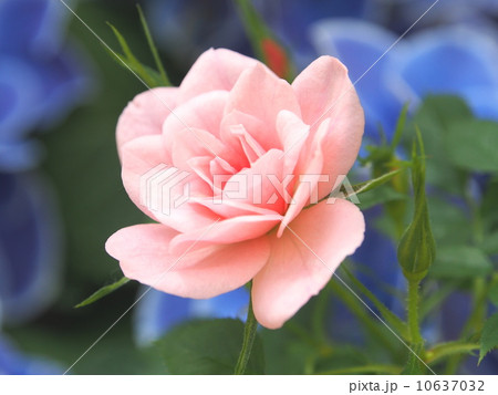 ミニバラ ピーチヒメ・サクラコ ミニバラ ピーチヒメ・サクラコ 10637032