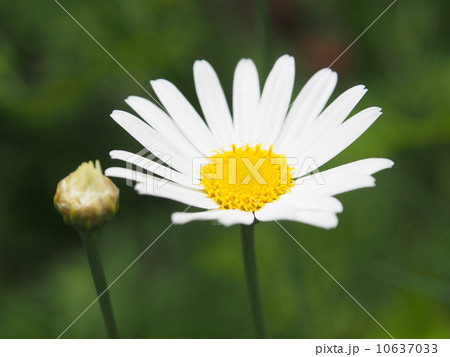 マーガレット・チェルシーガール マーガレット・チェルシーガール 10637033