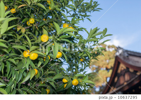平野神社　右近の橘 10637295