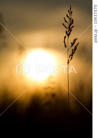 Sunset Sunset 10637870