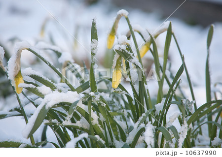 flowers under sudden snow flowers under sudden snow 10637990