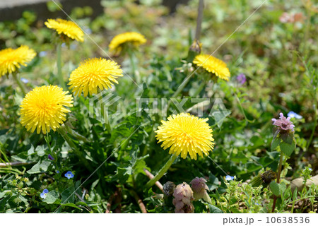 タンポポ　 10638536