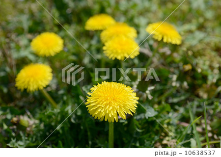 タンポポ　 10638537