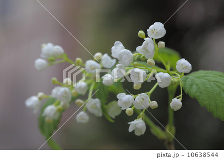 オトコヨウゾメ 10638544