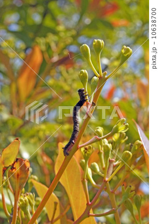 タブノキに尺取虫 タブノキに尺取虫 10638700