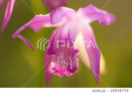 シランの花 シランの花 10638756