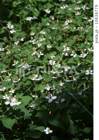 蕺草ドクダミ　名前は怖いですけど花は可愛いです。 10638779